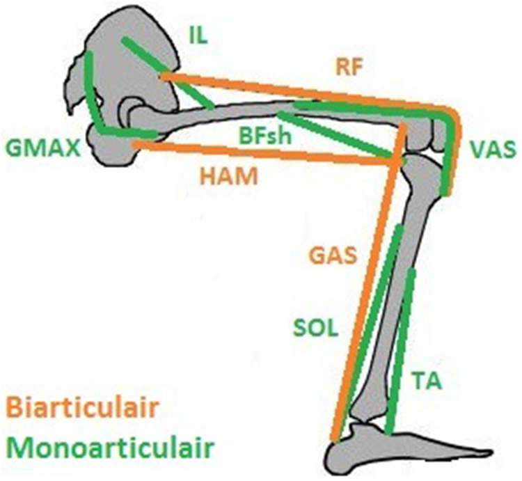 Biarticular elements as a contributor to energy efficiency ...