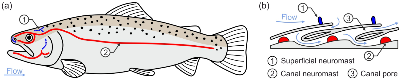 Man-made flows from a fish’s perspective: autonomous classification of ...