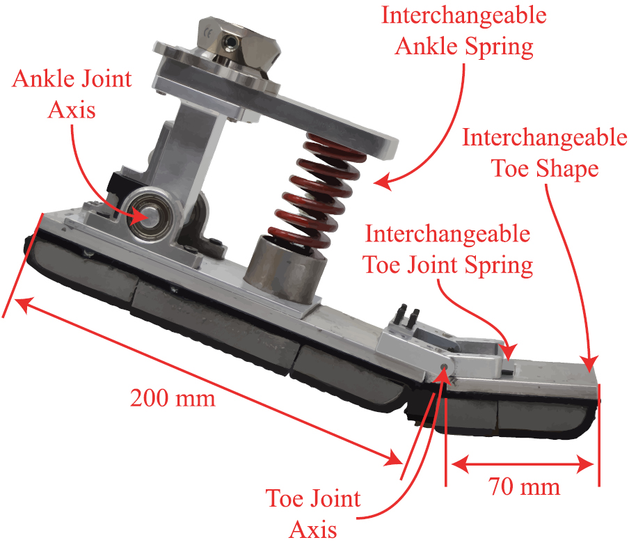 Effect of toe joint stiffness and toe shape on walking biomechanics ...