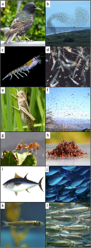 Aggregation Animal Example Organismal aggregations exhibit fluidic behaviors: a review - IOPscience