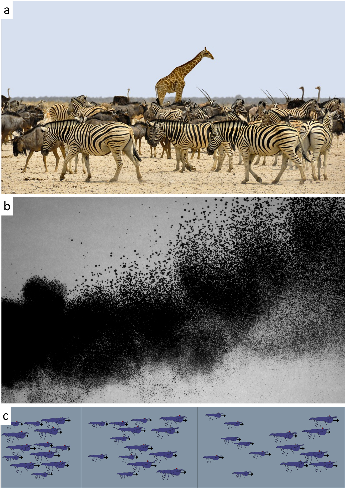 Aggregation Animal Example Organismal aggregations exhibit fluidic behaviors: a review - IOPscience
