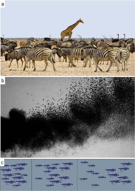 Organismal aggregations exhibit fluidic behaviors: a review - IOPscience