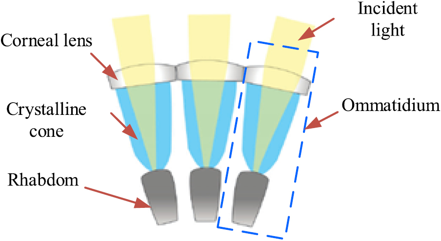 Compound Vision Example Review of state-of-the-art artificial compound eye imaging systems ...