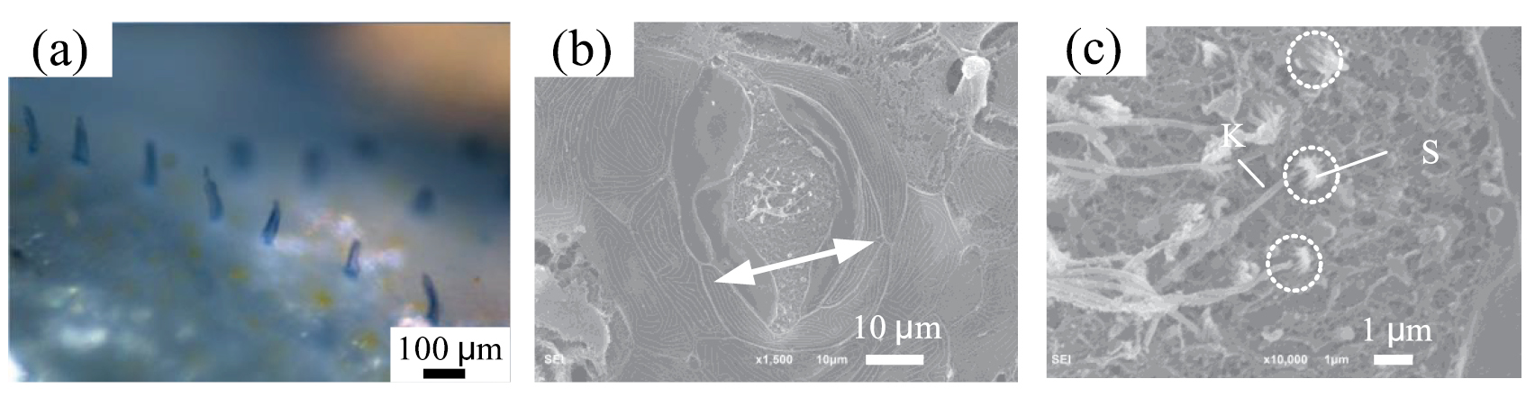Flow field perception based on the fish lateral line system - IOPscience
