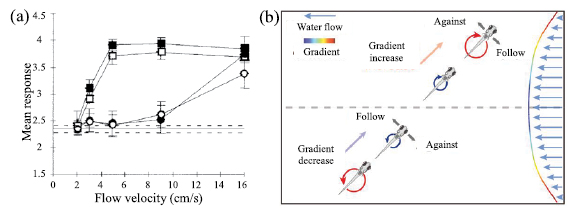 Flow field perception based on the fish lateral line system - IOPscience
