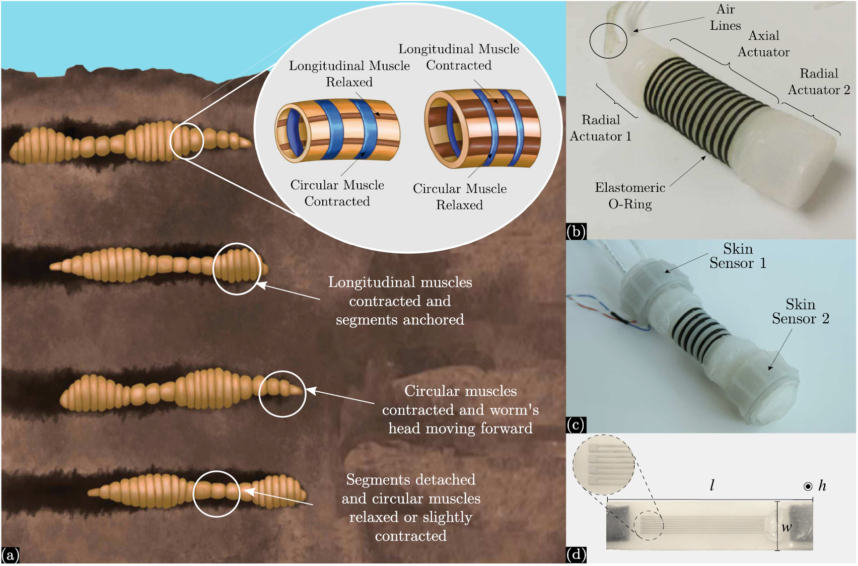 An earthworm-inspired soft robot with perceptive artificial skin ...