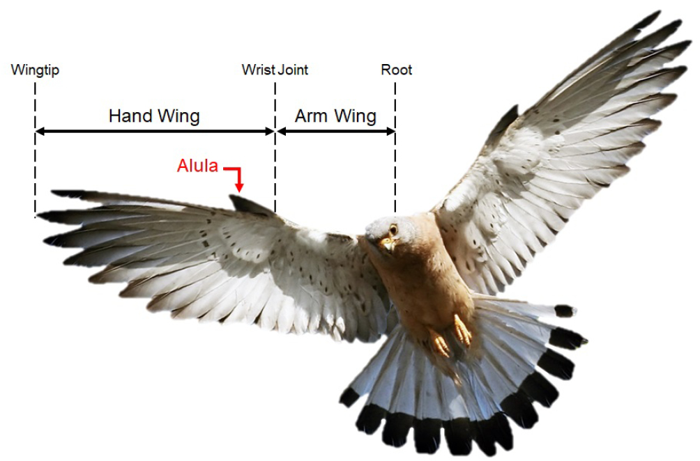 The function of the alula on engineered wings: a detailed experimental ...