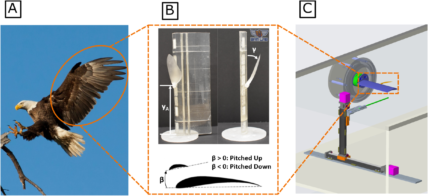 The function of the alula on engineered wings: a detailed experimental ...