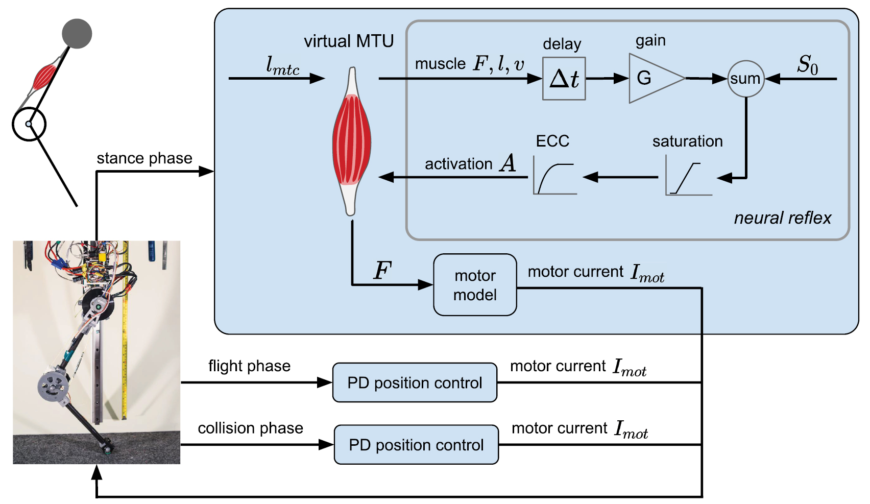 Bioinspired neuromuscular reflex based hopping controller for a