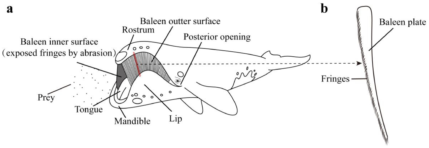 Oral cavity flow distribution and pressure drop in balaenid whales ...