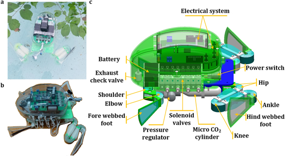 Frog Machine Science Biologically inspired swimming robotic frog based on pneumatic soft ...