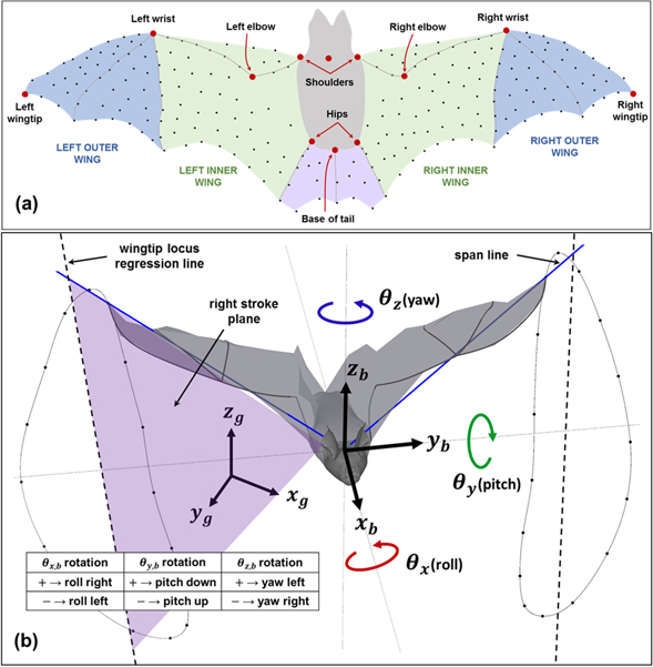 Bat Ear Rotation Kinematic and aerodynamic analysis of a bat performing a turning ...