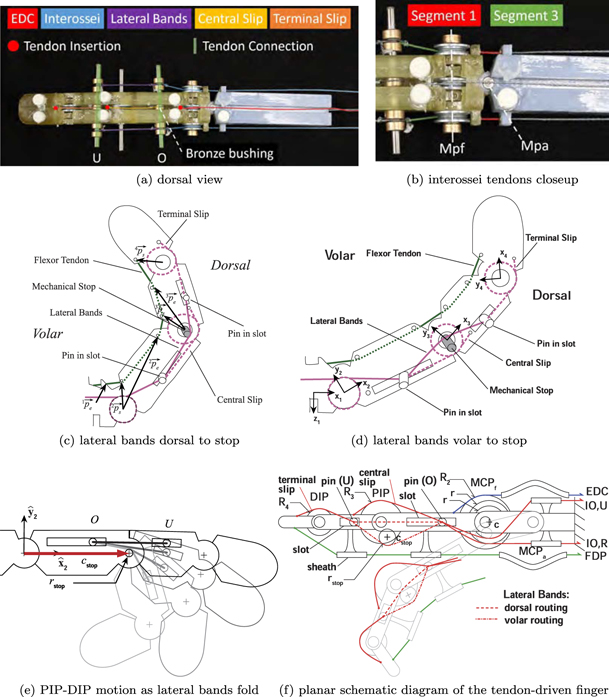 A four-tendon robotic finger with tendon transmission inspired by the ...