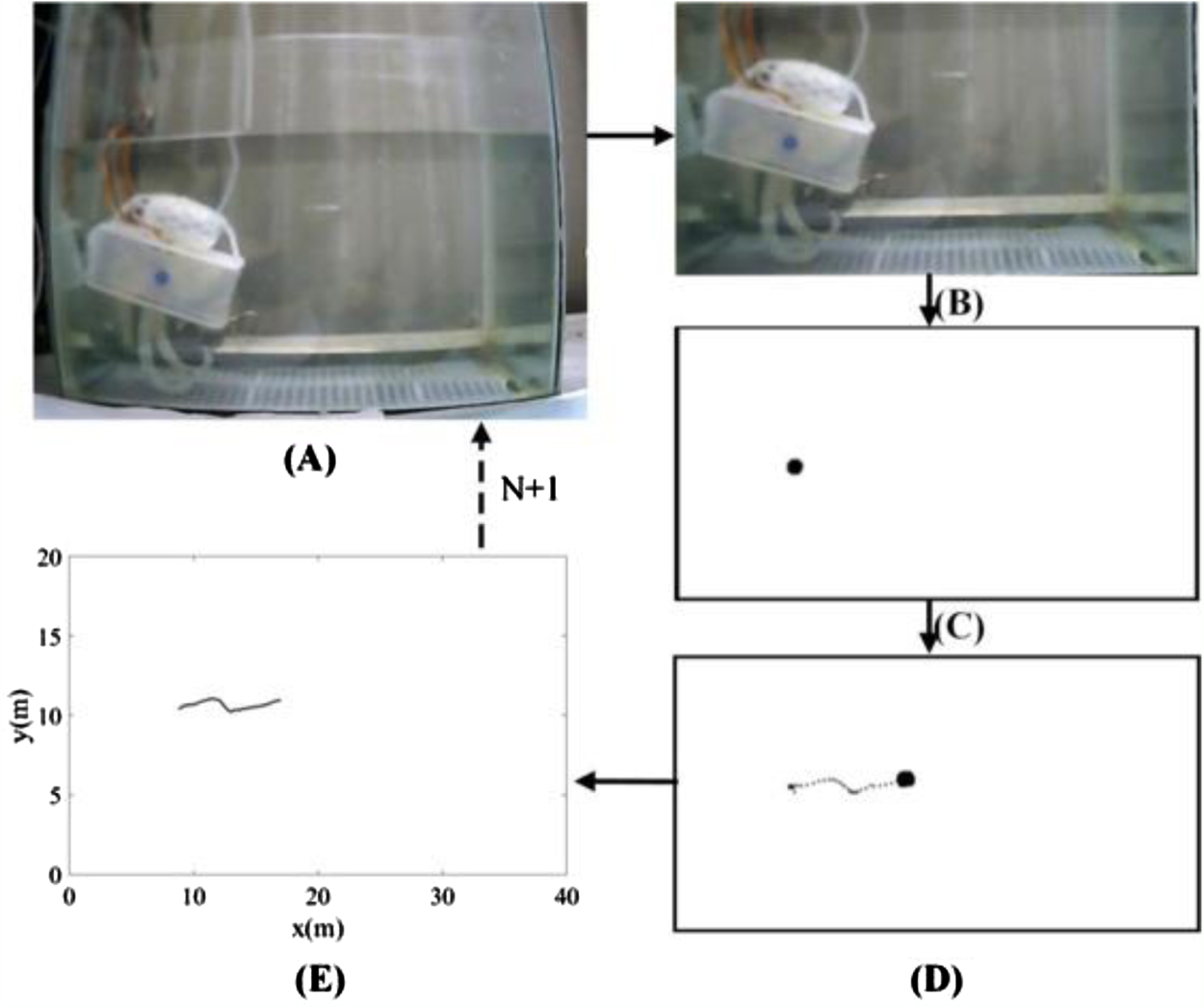 A novel underwater bipedal walking soft robot bio-inspired by the ...