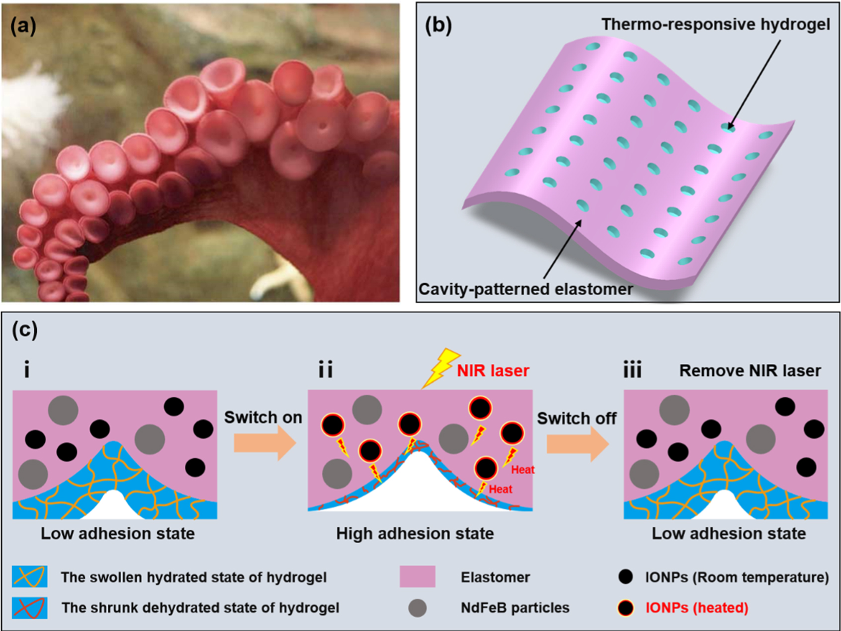 A mobile magnetic pad with fast light-switchable adhesion capabilities ...