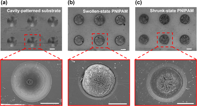 A mobile magnetic pad with fast light-switchable adhesion capabilities ...