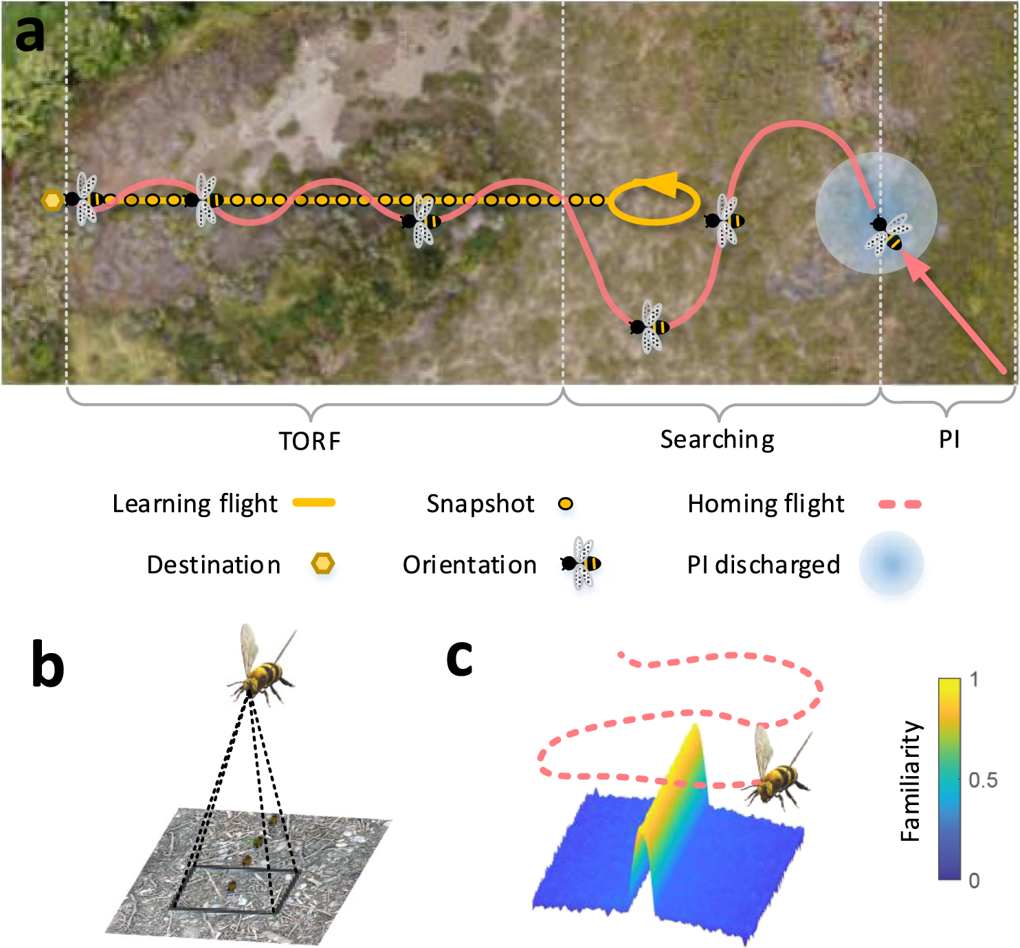 Looking down: a model for visual route following in flying insects ...