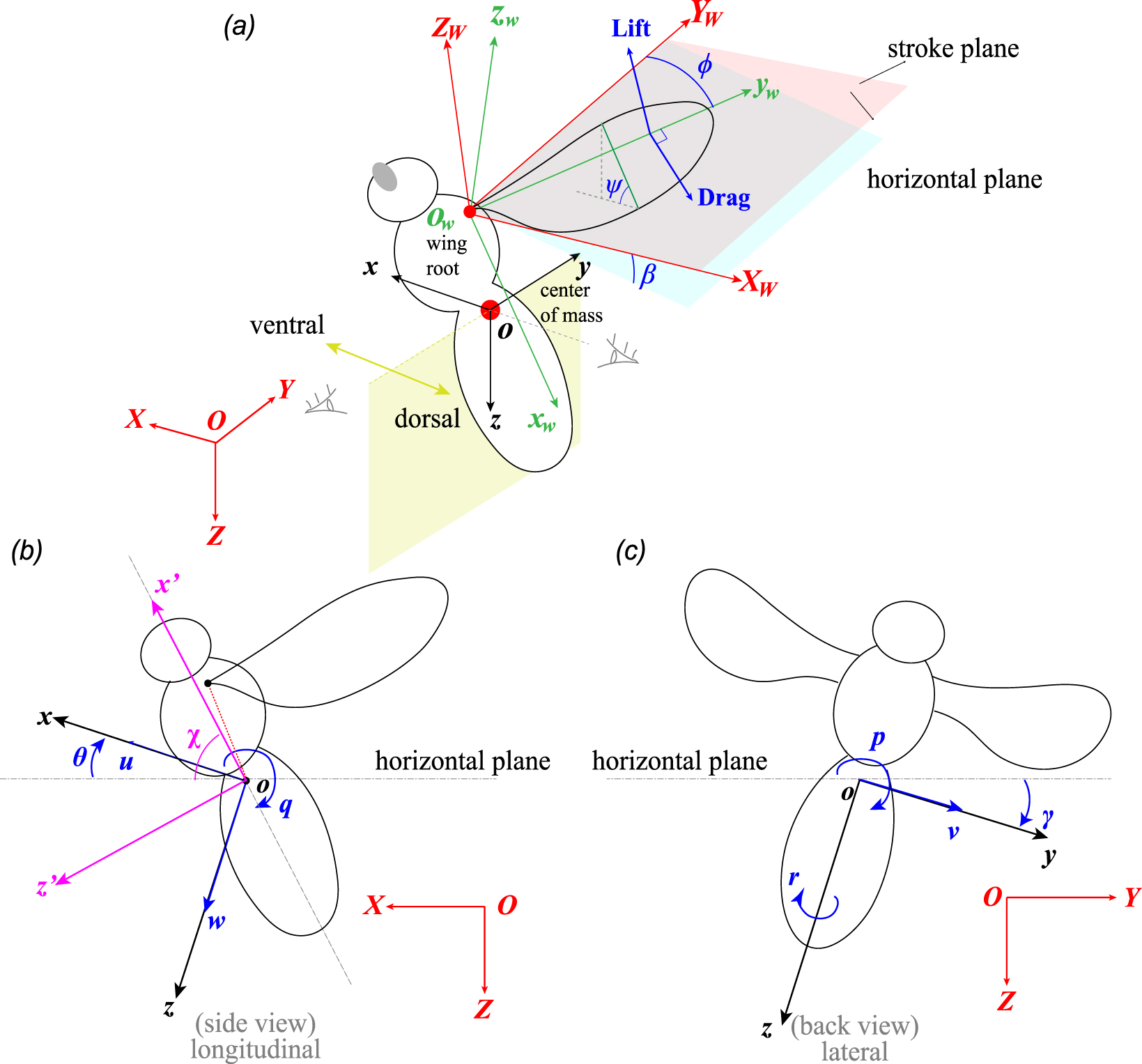 Effect of passive wing pitching on flight control in a hovering model ...