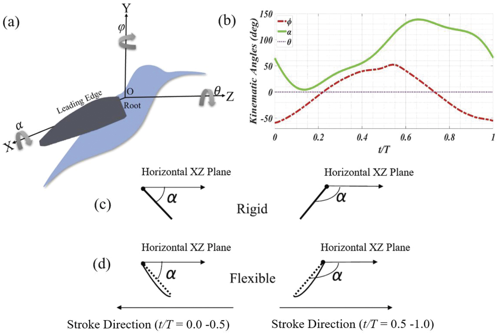 Aerodynamic analysis of hummingbird-like hovering flight - IOPscience