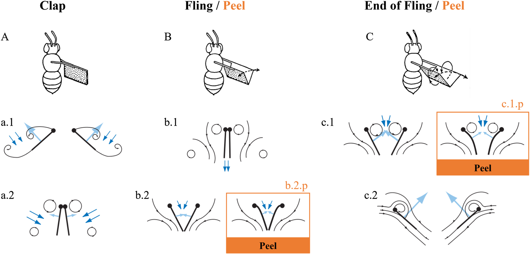 Claps Science Flow visualization and force measurement of the clapping effect in bio ...