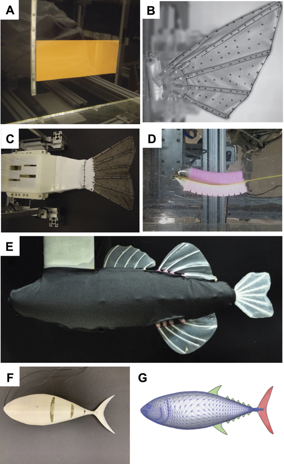 Stability Fish Tunable stiffness in fish robotics: mechanisms and advantages - IOPscience