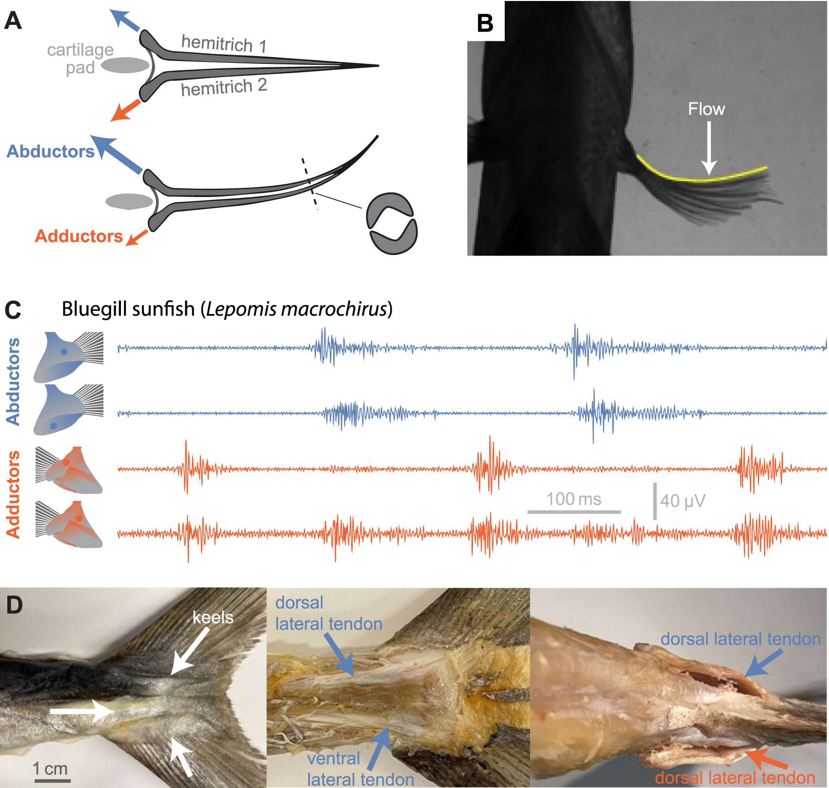 Shell Fish Friction Tunable stiffness in fish robotics: mechanisms and advantages - IOPscience