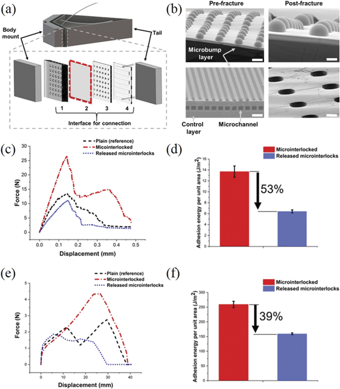 Biomimicking interfacial fracture behavior of lizard tail autotomy with ...