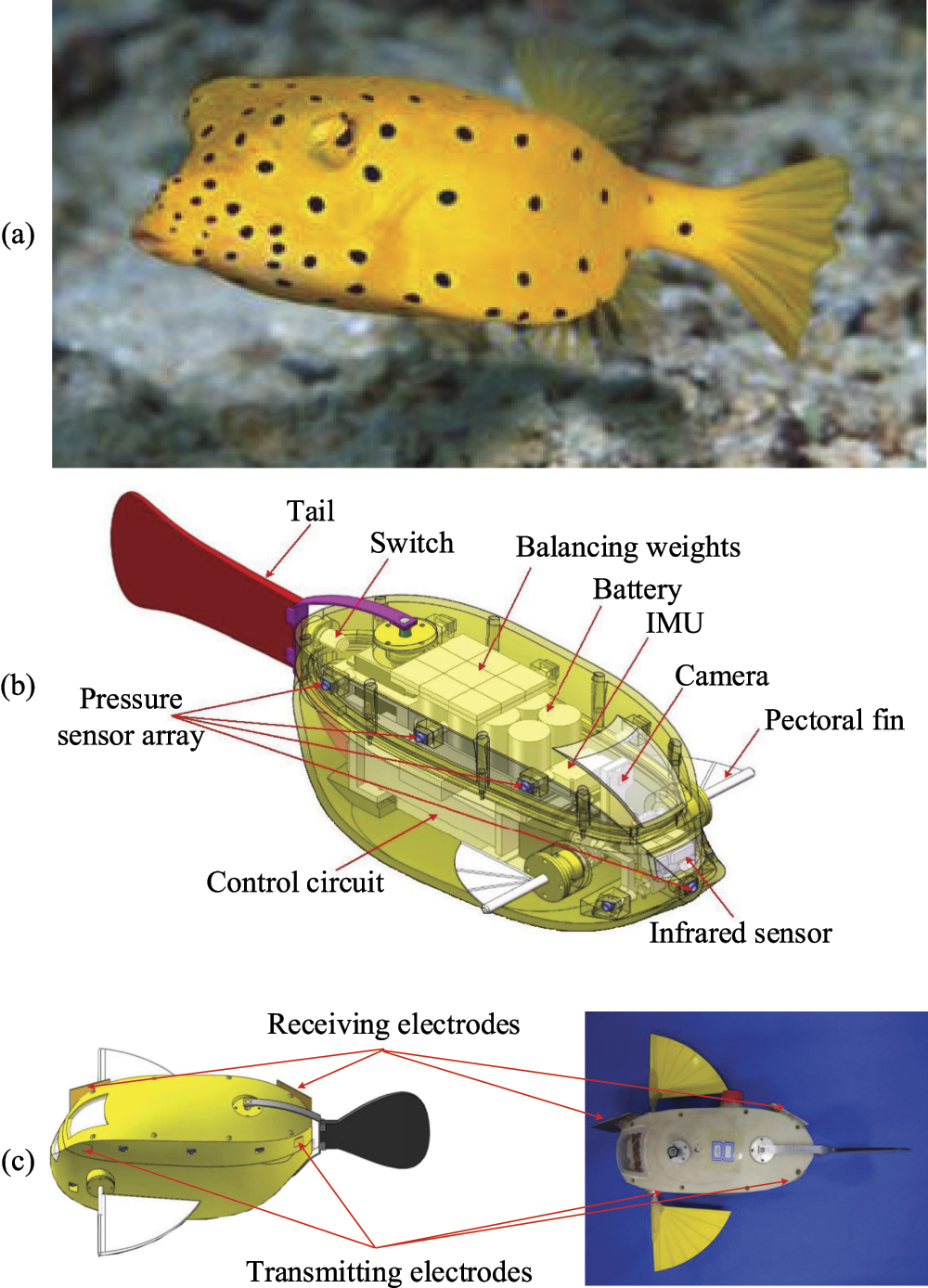 Underwater robot coordination using a bio-inspired electrocommunication ...