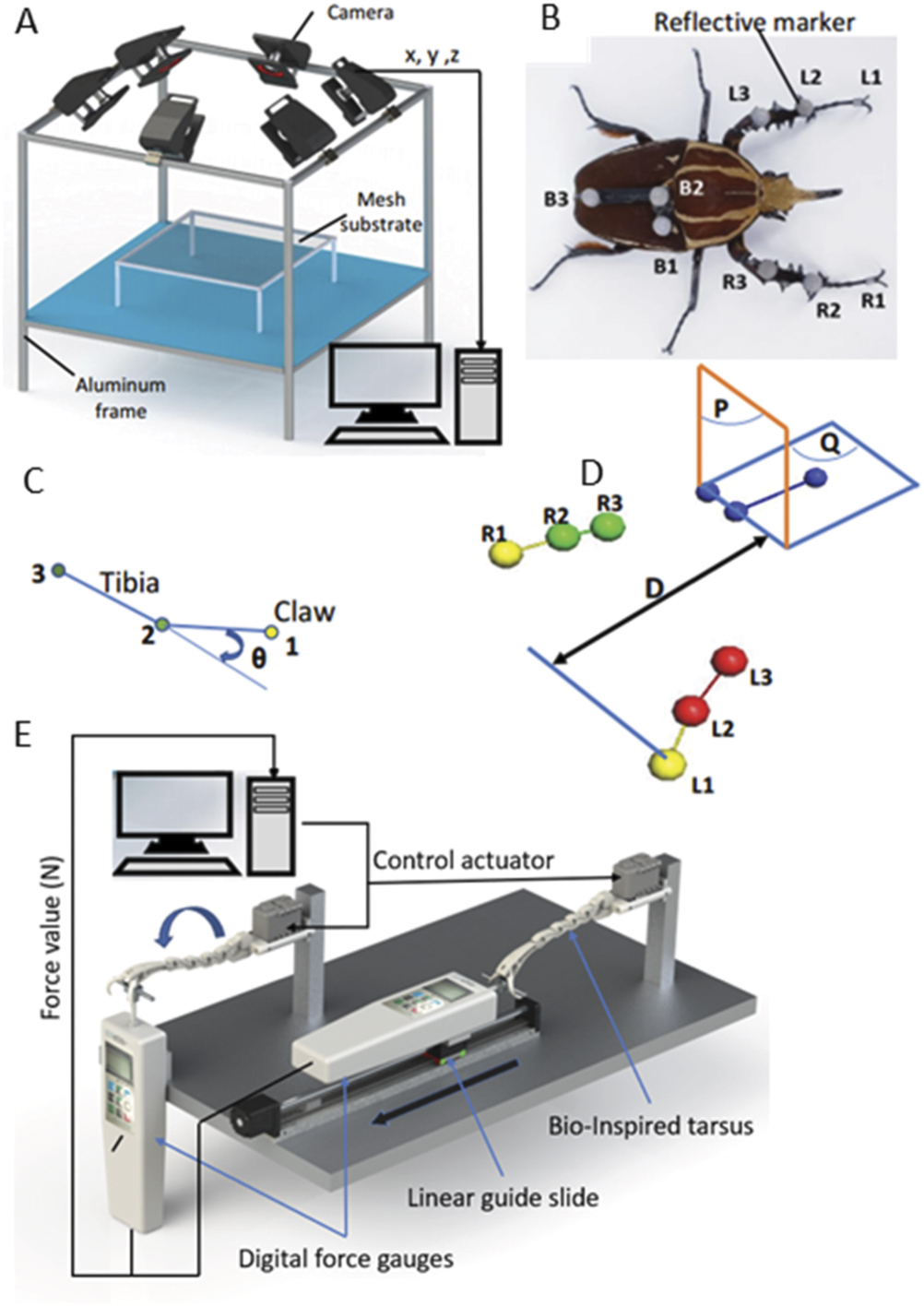 Robot Insect Foot A robotic leg inspired from an insect leg - IOPscience