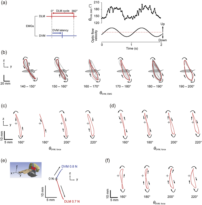 Modeling the musculoskeletal system of an insect thorax for flapping ...