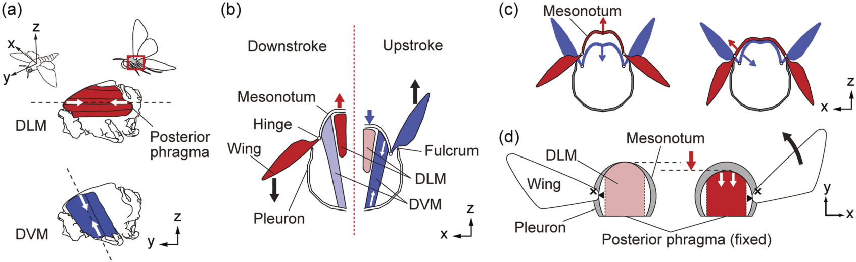 Notum Insect Modeling the musculoskeletal system of an insect thorax for flapping ...