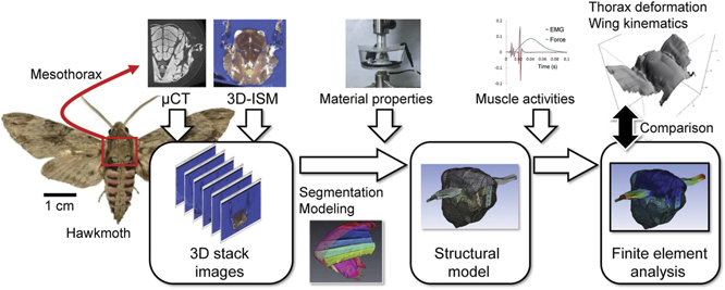 Modeling the musculoskeletal system of an insect thorax for flapping ...