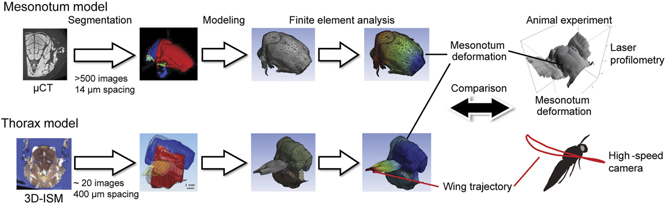 Modeling the musculoskeletal system of an insect thorax for flapping ...