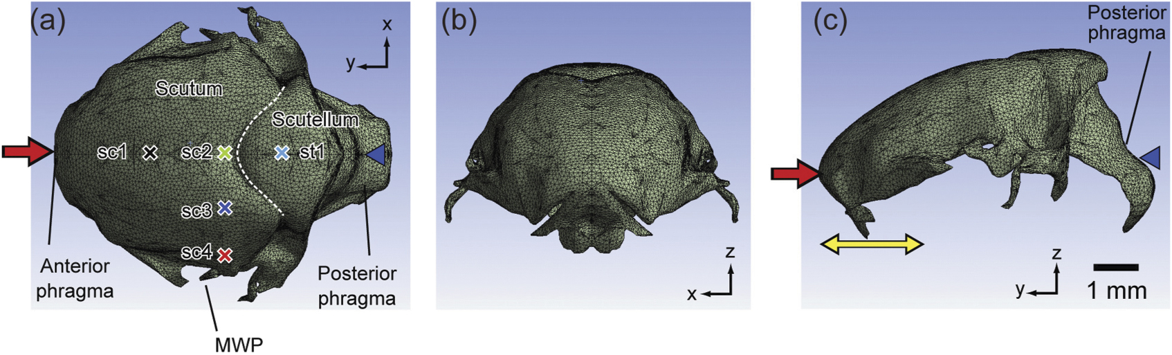 Modeling the musculoskeletal system of an insect thorax for flapping ...
