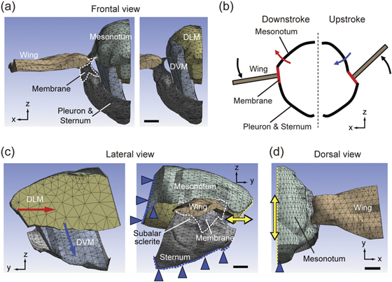 Modeling the musculoskeletal system of an insect thorax for flapping ...