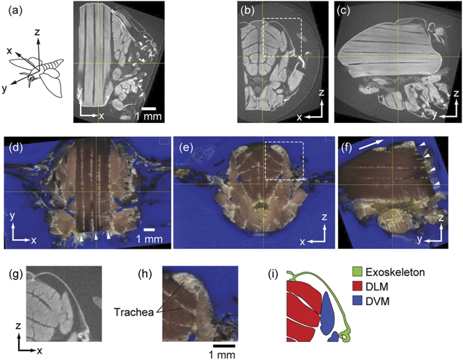 Modeling the musculoskeletal system of an insect thorax for flapping ...