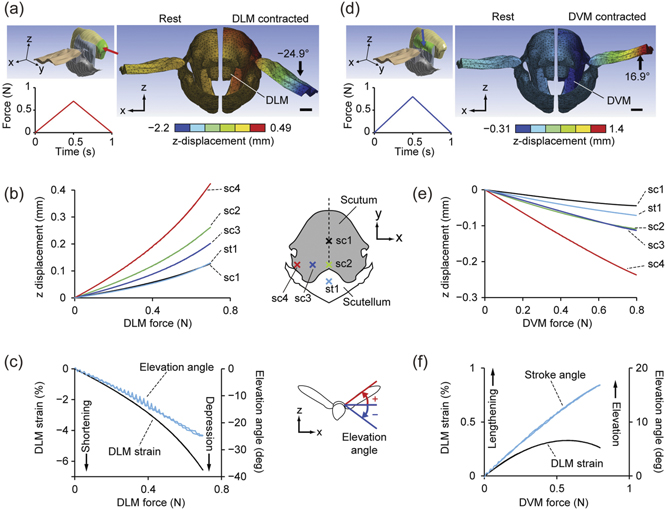 Modeling the musculoskeletal system of an insect thorax for flapping ...