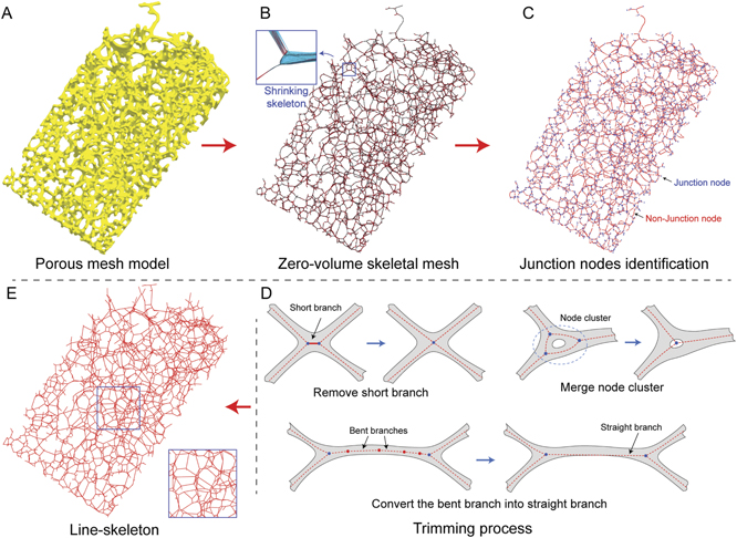 Analysis of the topological motifs of the cellular structure of the tri ...
