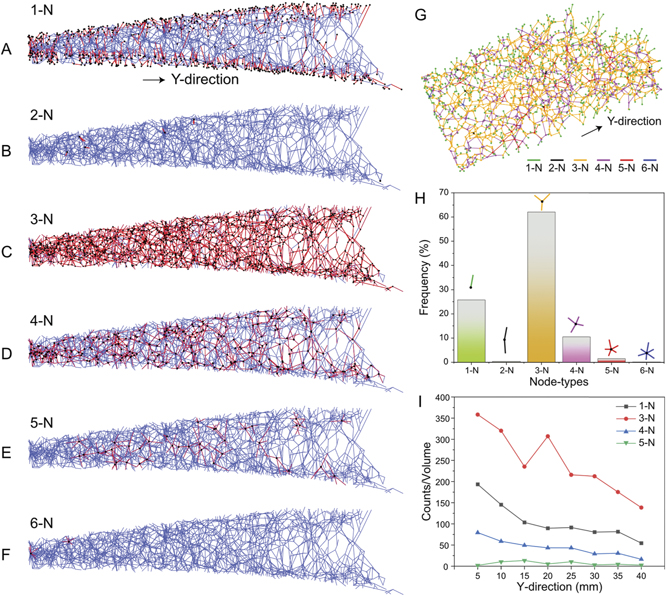 Analysis of the topological motifs of the cellular structure of the tri ...