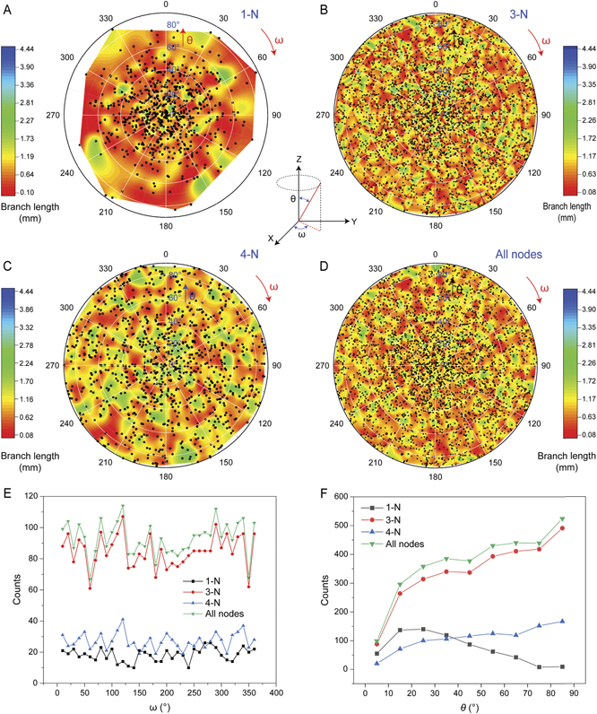 Analysis of the topological motifs of the cellular structure of the tri ...