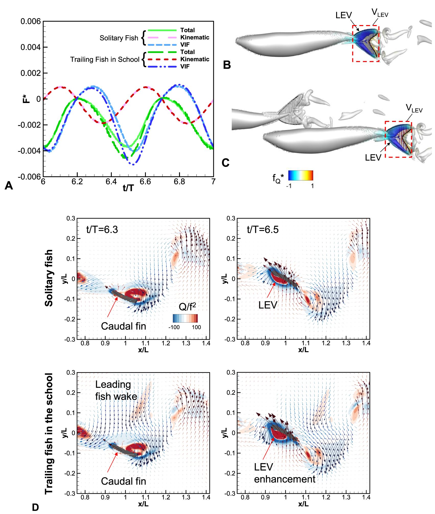 Vortex Enhancing Improved swimming performance in schooling fish via leading-edge vortex ...