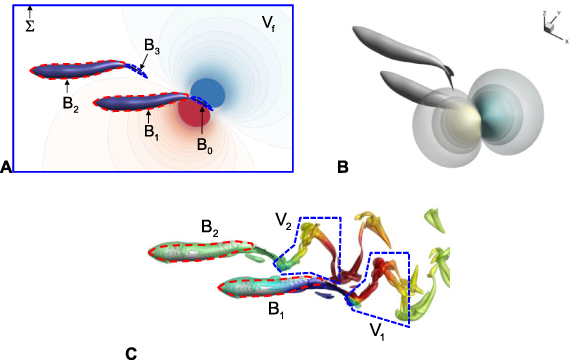 Vortex Enhancing Improved swimming performance in schooling fish via leading-edge vortex ...