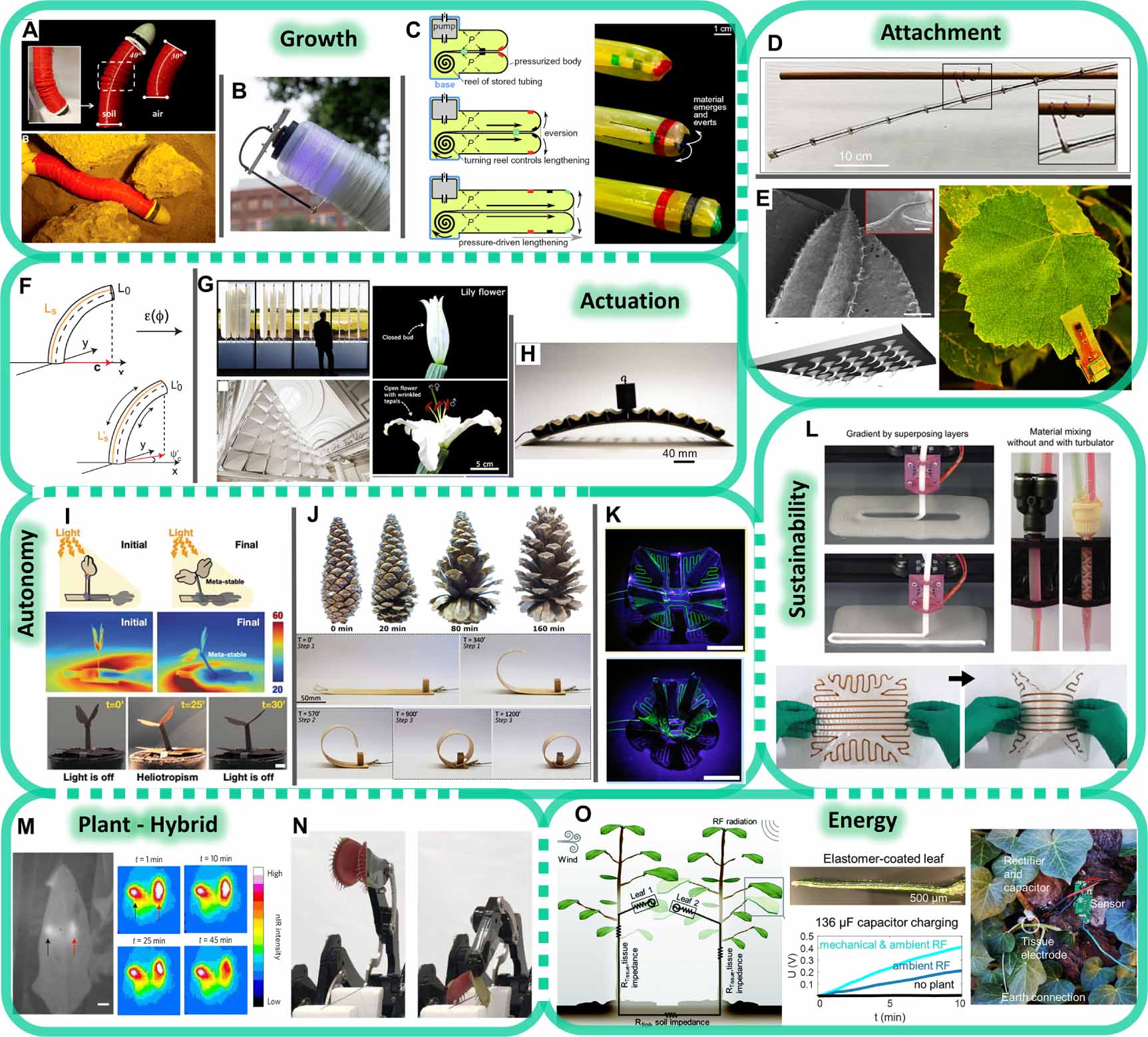 A perspective on plant robotics: from bioinspiration to hybrid systems ...