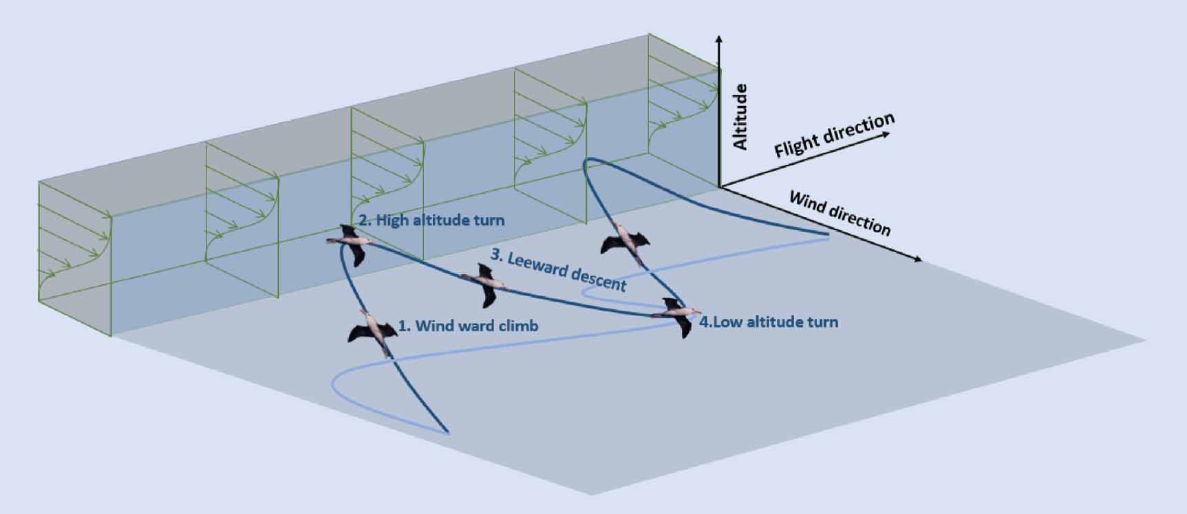 A novel hypothesis for how albatrosses optimize their flight physics in ...