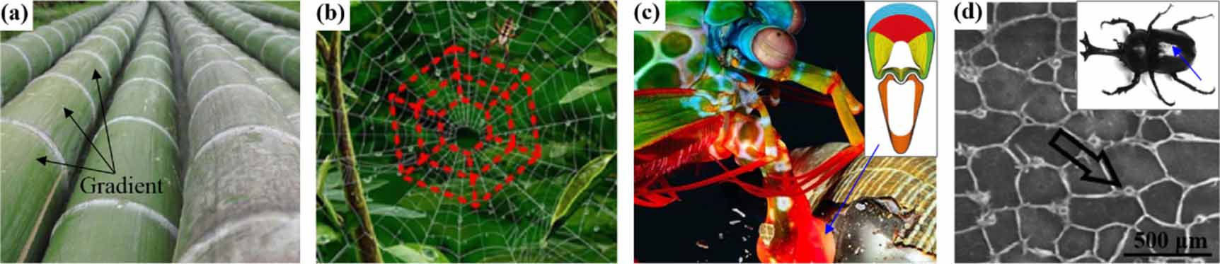 Investigation on crashworthiness and mechanism of a bionic antler-like ...