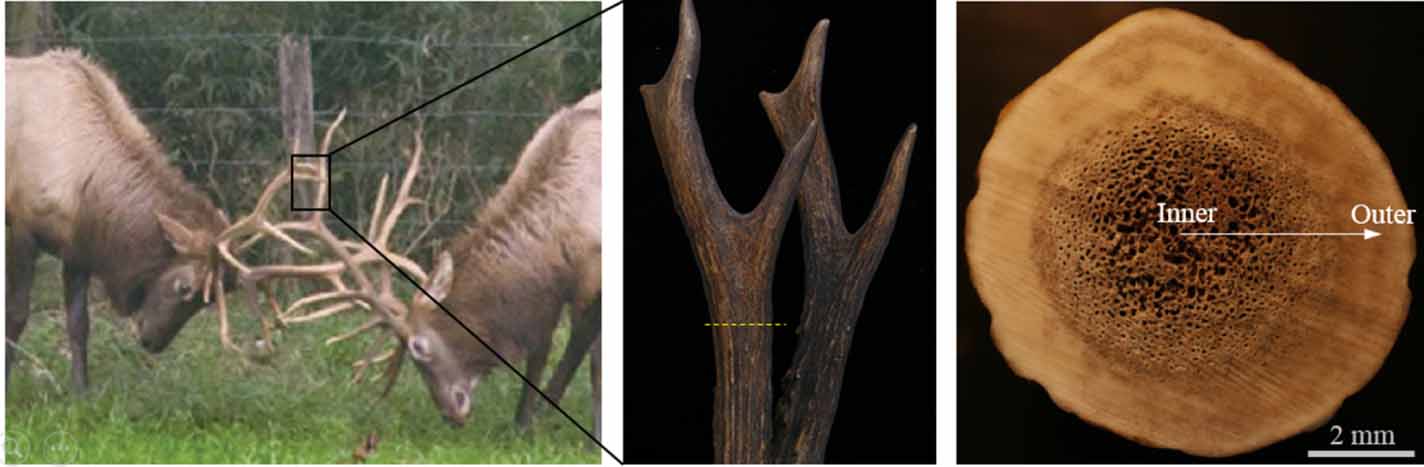 Investigation on crashworthiness and mechanism of a bionic antler-like ...