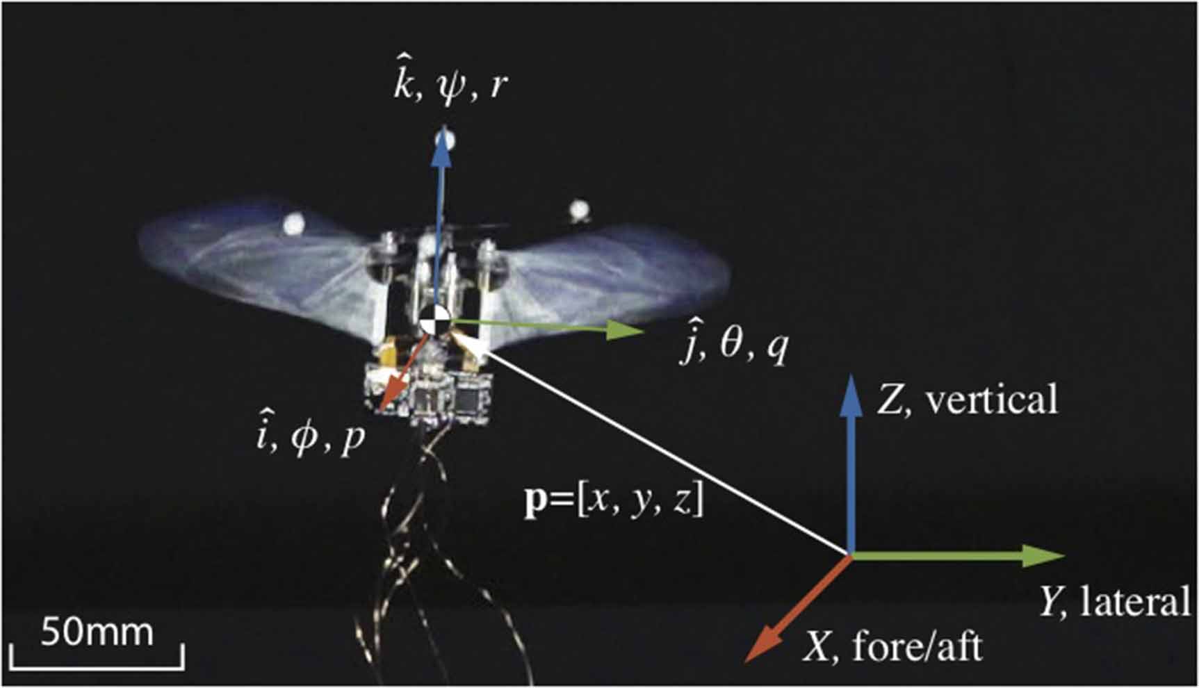 Robird Project An at-scale tailless flapping wing hummingbird robot: II. Flight ...