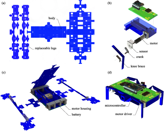 Control and study of bio-inspired quadrupedal gaits on an underactuated ...