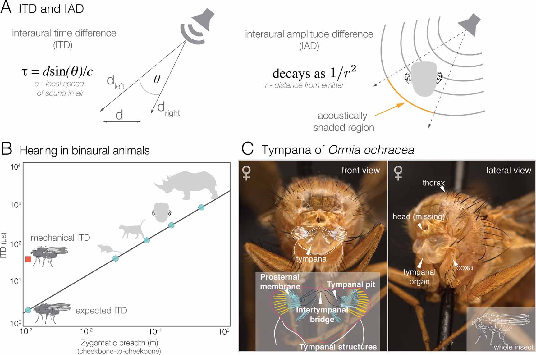 Reconsidering tympanal-acoustic interactions leads to an improved model ...