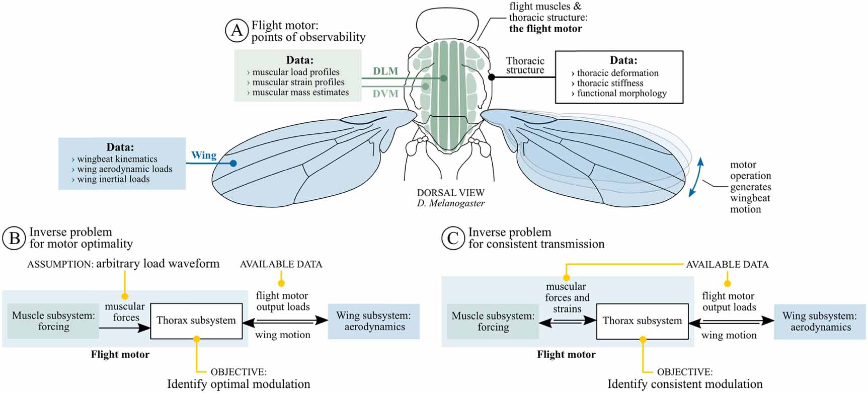 Solving the thoracic inverse problem in the fruit fly - IOPscience